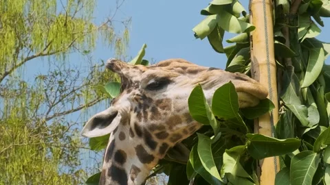 Close up view of giraffe scratches his head and eating green plants with trees Stock Footage 315851280