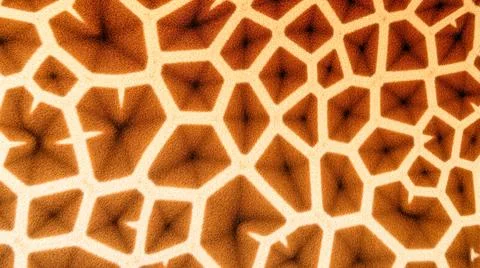 Close-up view of giraffe skin with intricate brown and white patterns, natura Stock Photos