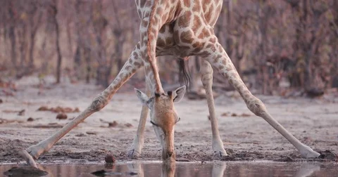 Close-up view of a giraffe with stretched out legs drinking at a waterhole, Stock Footage 85251929