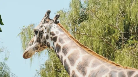 Close up view of giraffe walking and eating green plants with trees on Stock Footage 315851611