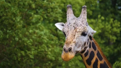 Close view of a giraffes head  Stock Footage 253258655