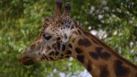 Close up view of a giraffes head Stock Footage 254133635