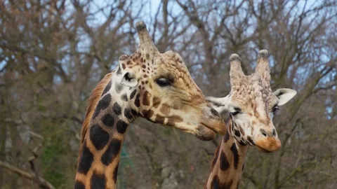 Close view of giraffe's head Stock Footage 270620374