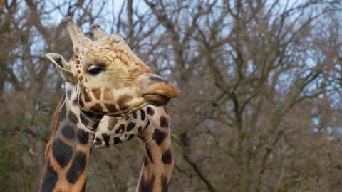 Close view of giraffe's head Stock Footage 270620956