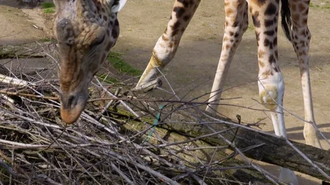 Close up view of a giraffe's head Stock Footage 271204919