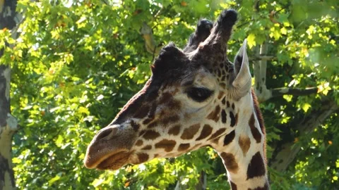 Close view of a giraffes head Stock Footage 309205586