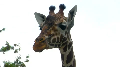 Close view of a giraffes head Stock Footage 309340773