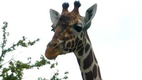 Close view of a giraffes head Stock Footage 309340797