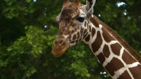 Close view of a giraffes head Stock Footage 309340818
