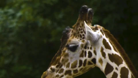 Close view of a giraffes head Stock Footage 310004142