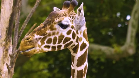 Close view of a giraffes head Stock Footage 310004168