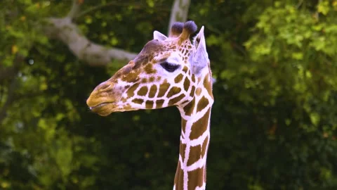 Close view of a giraffes head Stock Footage 310004182