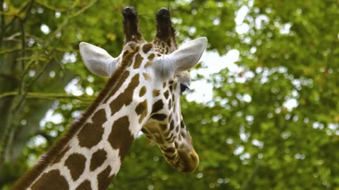 Close view of a giraffes head Stock Footage 310006309