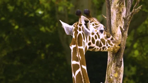 Close view of a giraffes head Stock Footage 310006442