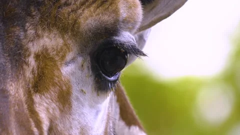 Close view of a giraffes head Stock Footage 310006479