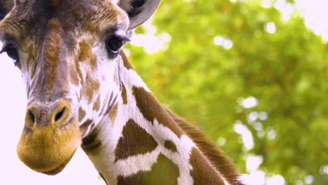 Close view of a giraffes head Stock Footage 310006480