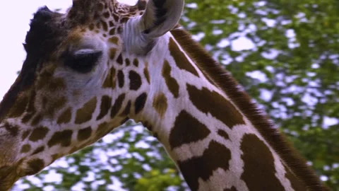 Close view of a giraffes head Stock Footage 310006584