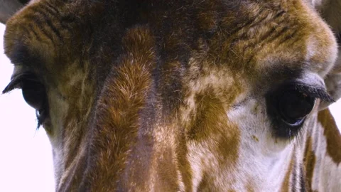 Close view of a giraffes head Stock Footage 310007446