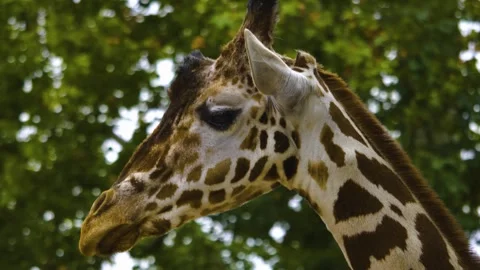 Close view of a giraffes head Stock Footage 310008380