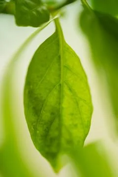 Close view of glowing green leaf with soft blurred foliage and natural light Stock Photos
