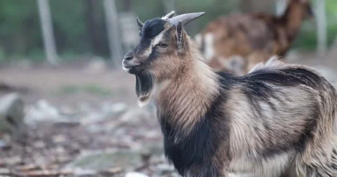 Close up view of goat with black stripes. 4K Video Stock-Footage 188546291