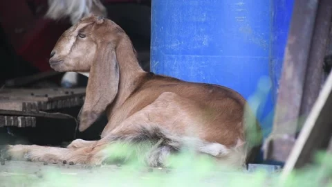 Close up view of goat chewing their food Stock Footage 237796847