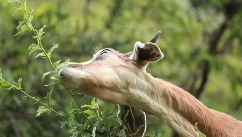 Close-up view of a goat grazing on grass Stock Footage 235761398