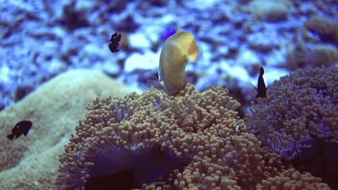 Close up view of gold fish with line on head hunt near corals on reef. Maldives Vídeos de archivo 171318880