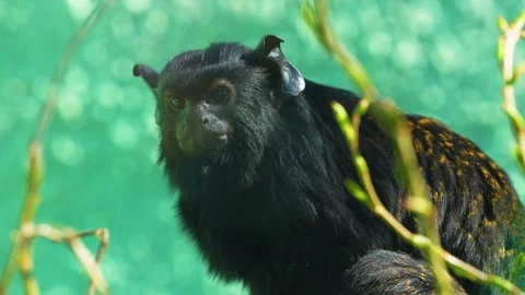 Close view of a gold hand Tamarin Stock Footage 274528859