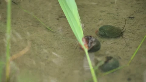 Close Up View of Golden Apple Snails Crawling in Shallow Flooded Water Stock Footage 346444186