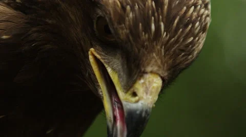 Close up view of a golden eagle (Aquila chrysaetos) head Stock Footage 64883471