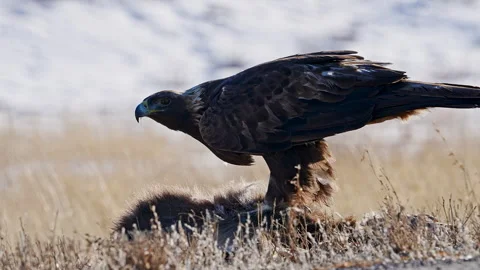 `Close up view of a Golden Eagle on its prey Stock Footage 260285470