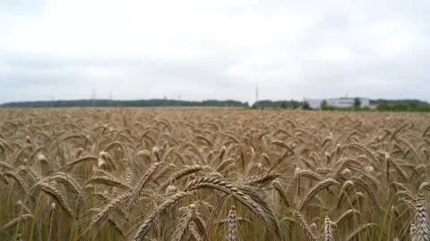 Close view of golden grain ears in the field Stock Footage 165966699