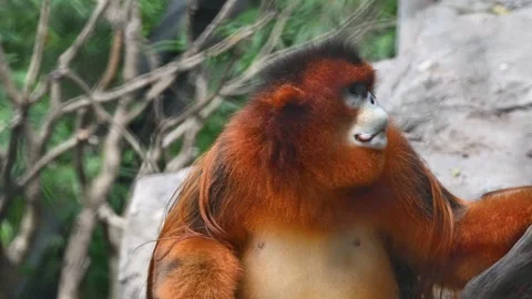 Close view to a golden snub-nosed monkey resting on the rock Stock Footage 344614666