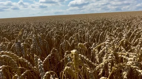 Close up View of Golden Wheat Ears Swaying By Wind In Agricultural Field Stock Footage 291526903