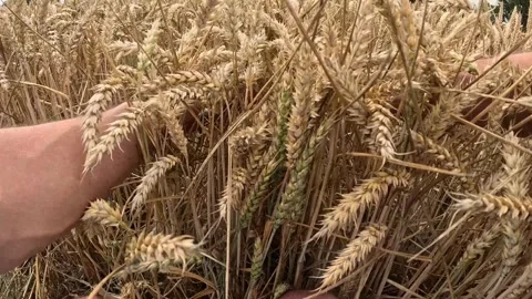 Close View of Golden Wheat Heads Moving in Summer Breeze Stock Footage 340889875