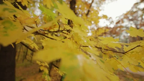 Close-up view of the golden yellow maple leaves on the out-of-focus Stock Footage 166826913