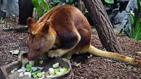 Close view of a goodfella tree Kangaroo Stock Footage 296540917