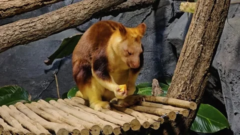 Close view of a goodfella tree Kangaroo Stock Footage 296541217