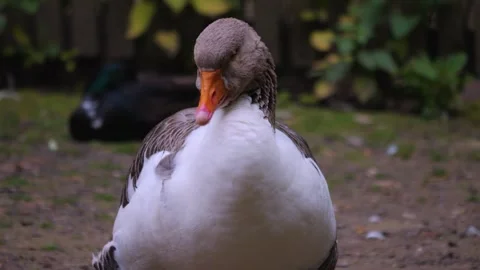 Close view of goose Stock Footage 242123060