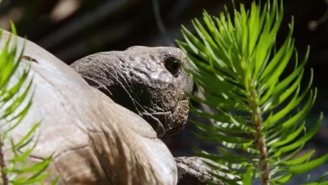 Close Up View of Gopher Tortoise Crawling Near Burrow in Forest Video stock 347350381