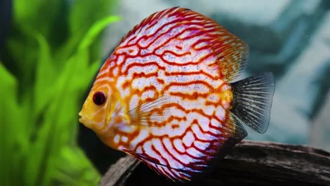 Close up view of gorgeous checkerboard red map discus aquarium fish. Stock Footage 142466463
