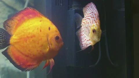 Close up view of gorgeous checkerboard red map discus aquarium fish isolated. Stock Footage 148665913