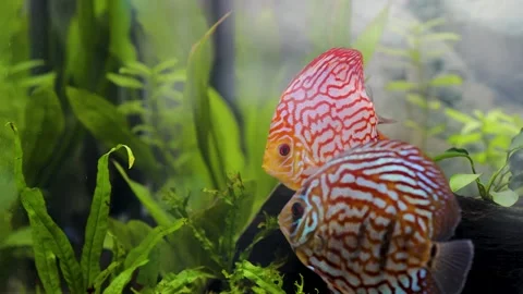 Close up view of gorgeous colorful aquarium fishes discus. Stock Footage