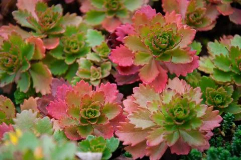 Close up view of a gorgeous dense cluster of multicolored pink, green and y.. Stock Photos