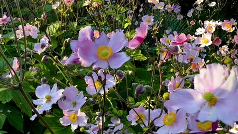 A Close-up View Of The Gorgeous Pink And White Flowers Of The Japanese Anemones Stock Footage 264029611