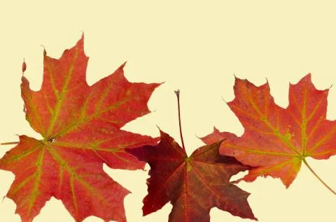 Close up view of gorgeous red maple leaves isolated on yellow background. Foto stock
