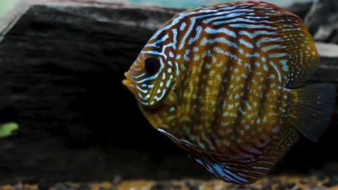 Close up view of gorgeous tiger turks discus aquarium fish. Hobby concept. Stock Footage 142466414