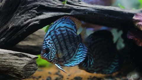 Close up view of gorgeous tiger Turks discus aquarium fish. Hobby concept. Stock Footage 143560973