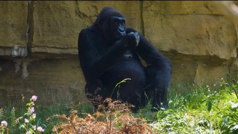 Close up view of a Gorilla eating. Stock Footage 256259613